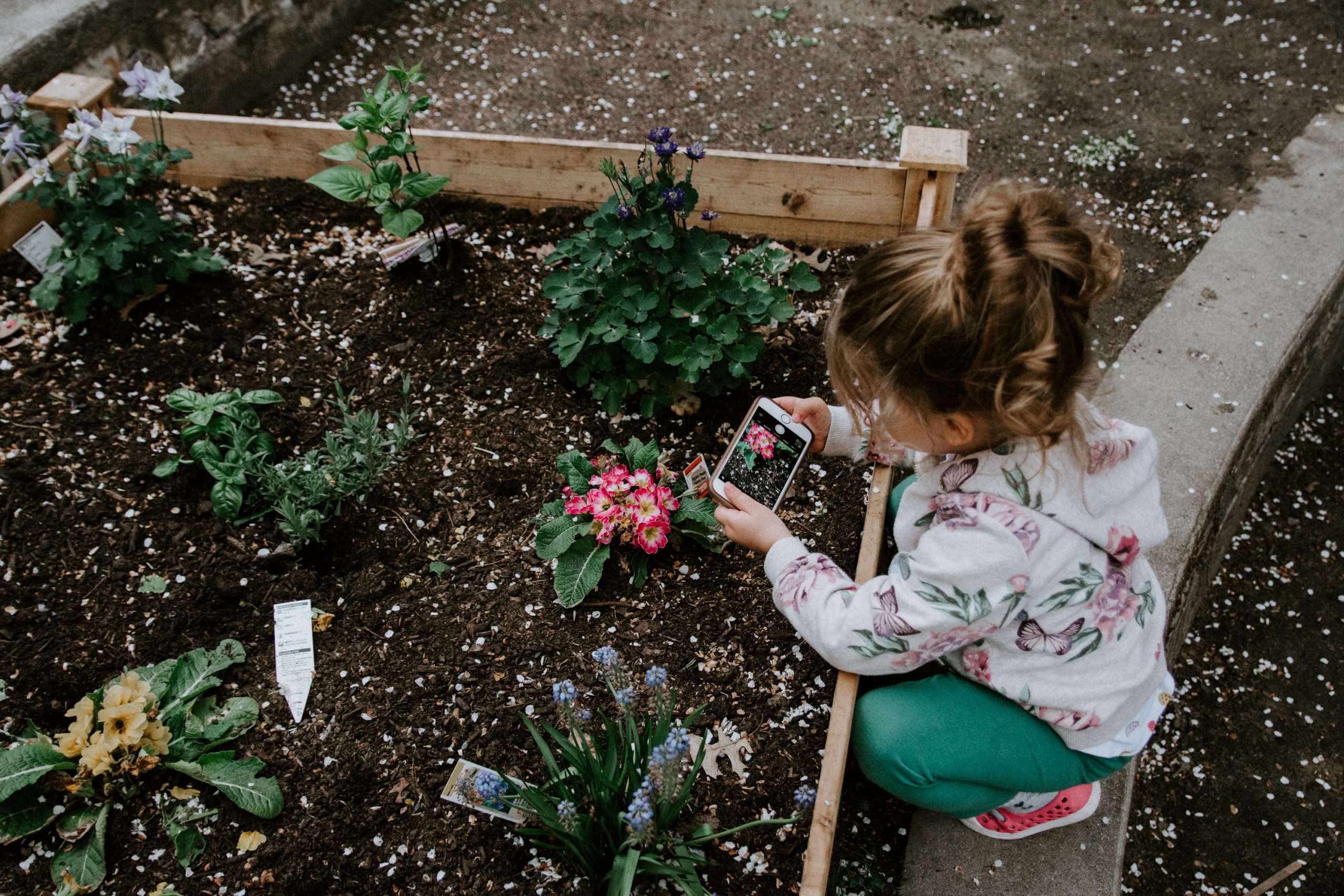 5 dicas para montar uma horta caseira com seu filho